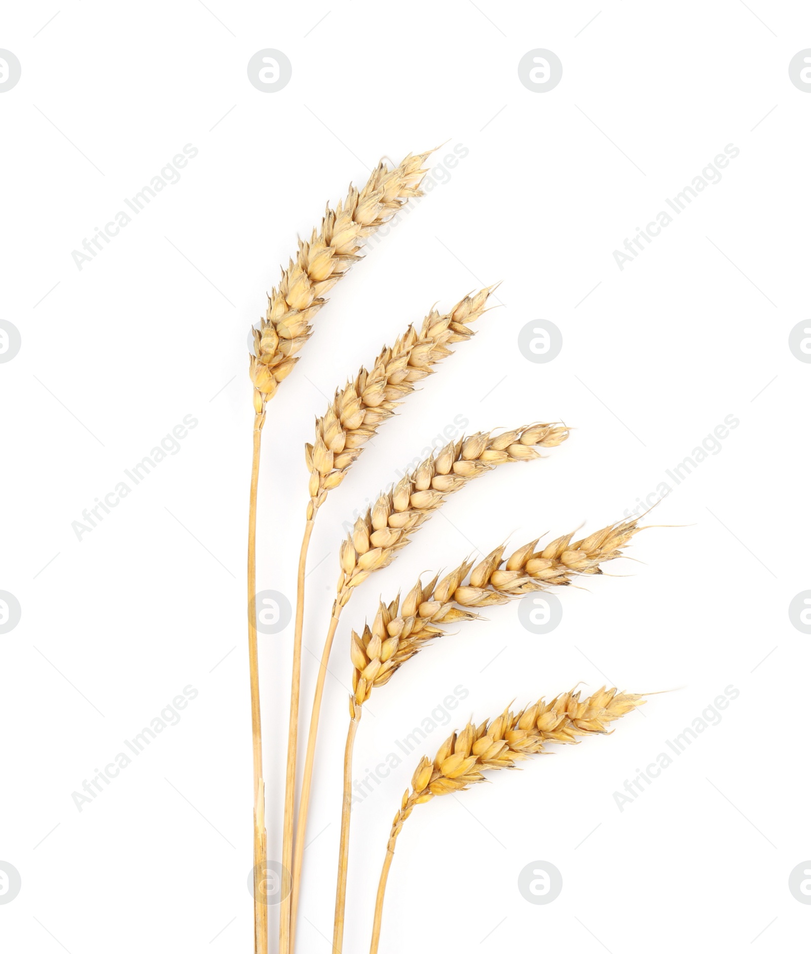 Photo of Dried ears of wheat on white background, top view