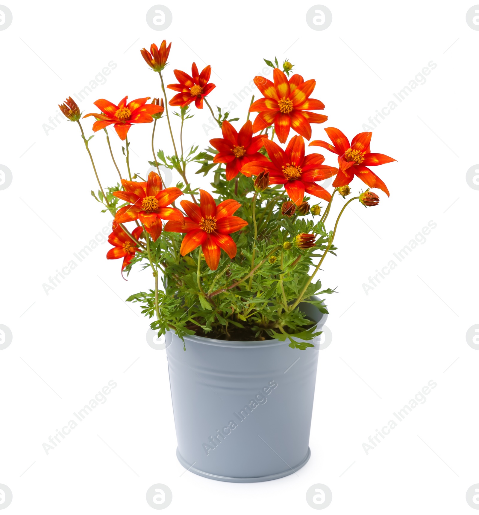 Photo of Beautiful bidens ferulifolia flowers in grey pot isolated on white