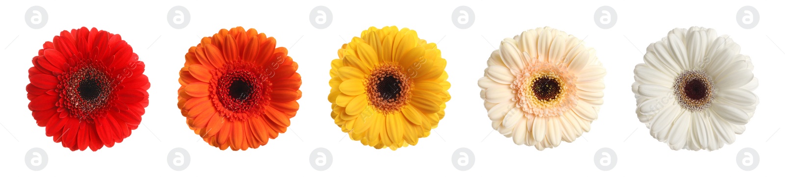 Image of Set with different beautiful gerbera flowers on white background. Banner design