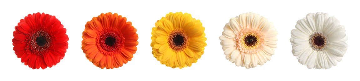 Image of Set with different beautiful gerbera flowers on white background. Banner design