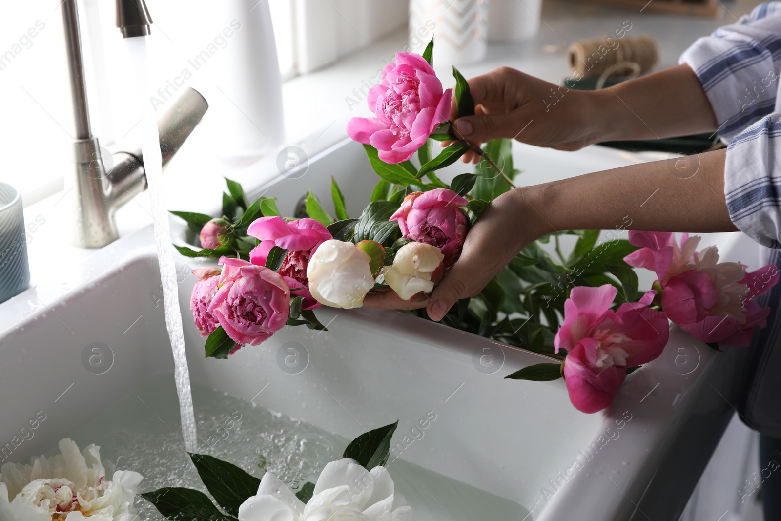 Photo of Woman with beautiful peonies near kitchen sink, closeup