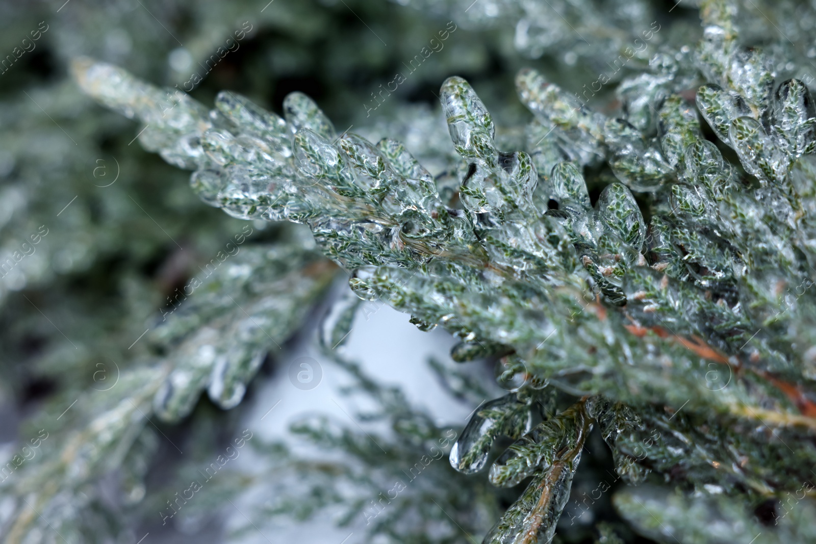 Photo of Plant in ice glaze outdoors on winter day, closeup