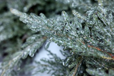 Photo of Plant in ice glaze outdoors on winter day, closeup