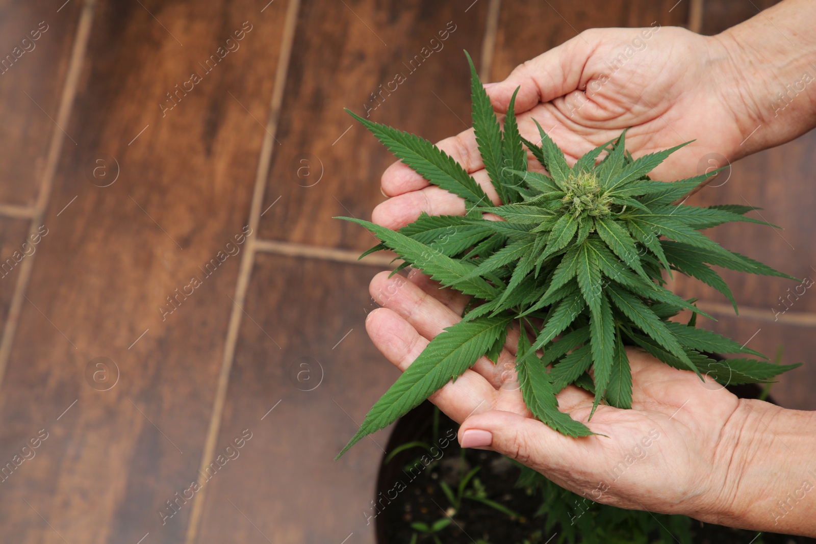 Photo of Woman near green potted hemp indoors, above view. Space for text