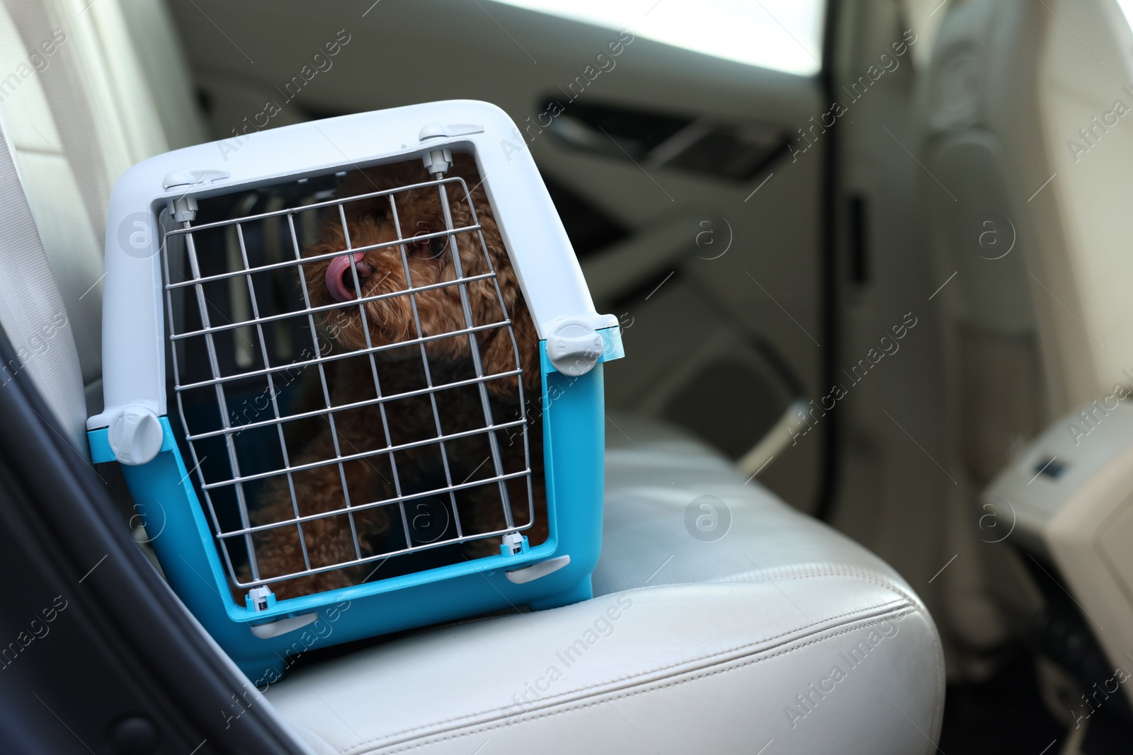 Photo of Cute dog in pet carrier travelling by car. Space for text