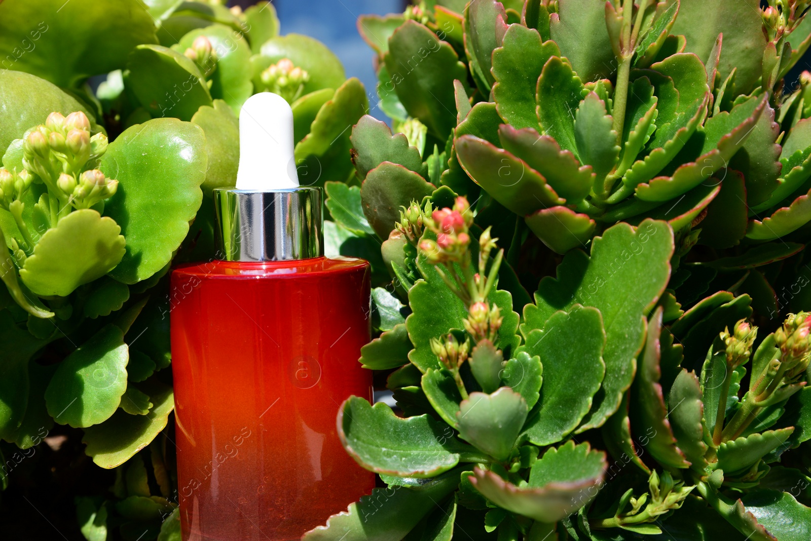 Photo of Cosmetic bottle with dropper of essential oil in green plants outdoors on sunny day, closeup