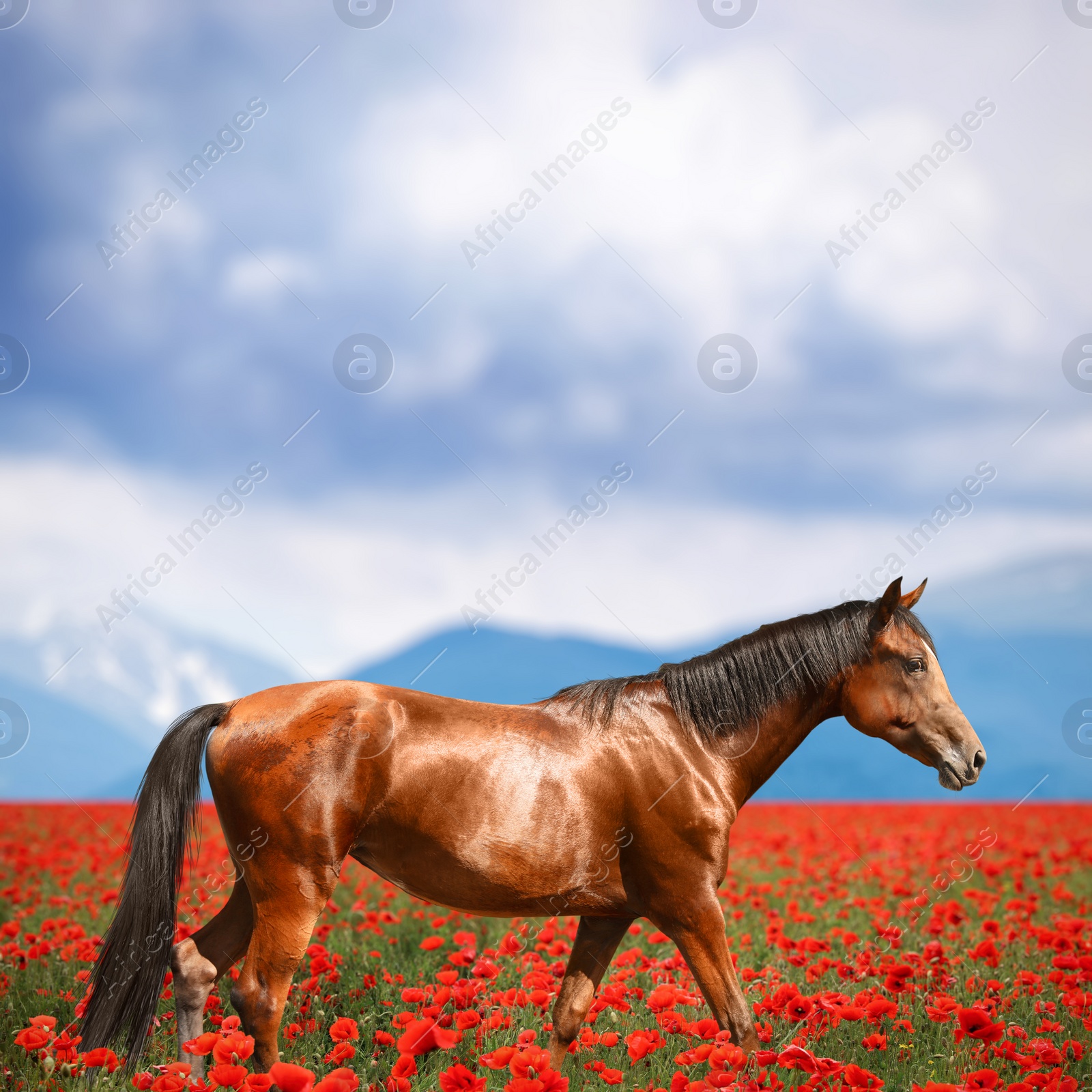 Image of Beautiful horse walking in poppy field near mountains under cloudy sky