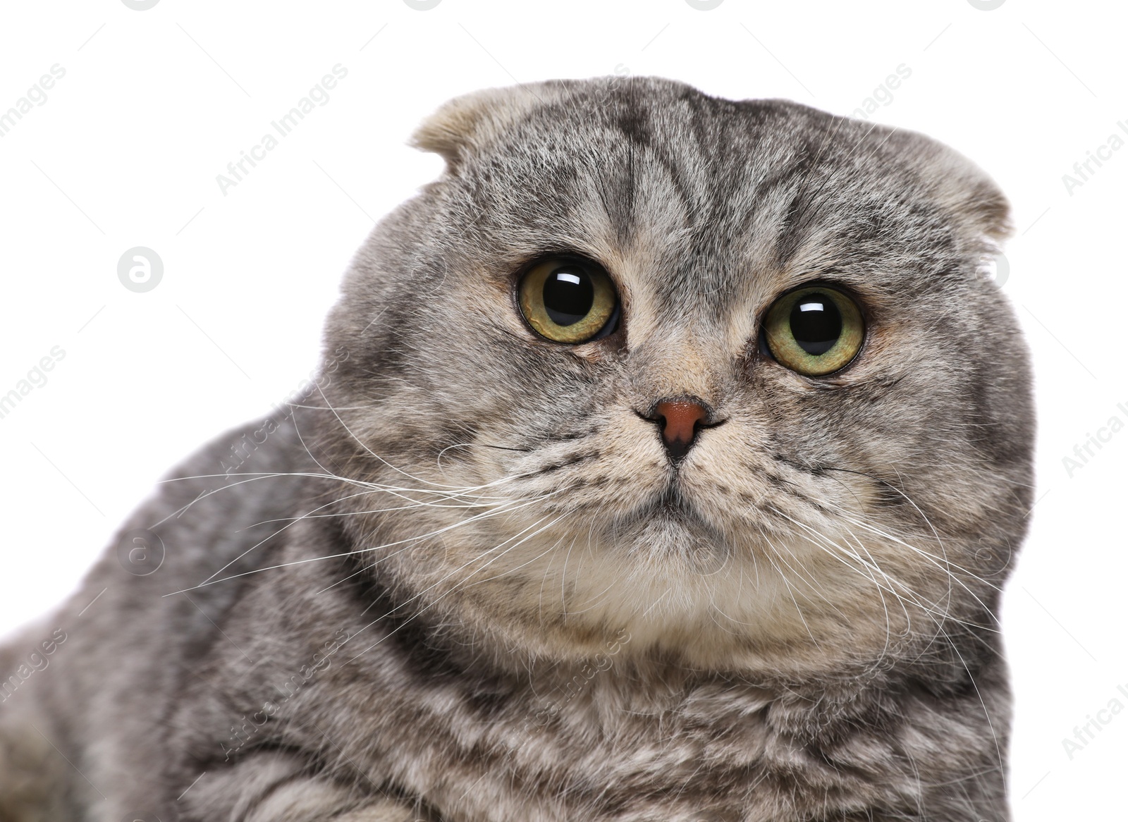 Photo of Cute Scottish fold cat on white background