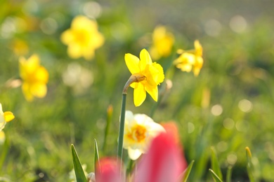 Field with fresh beautiful narcissus flowers on sunny day