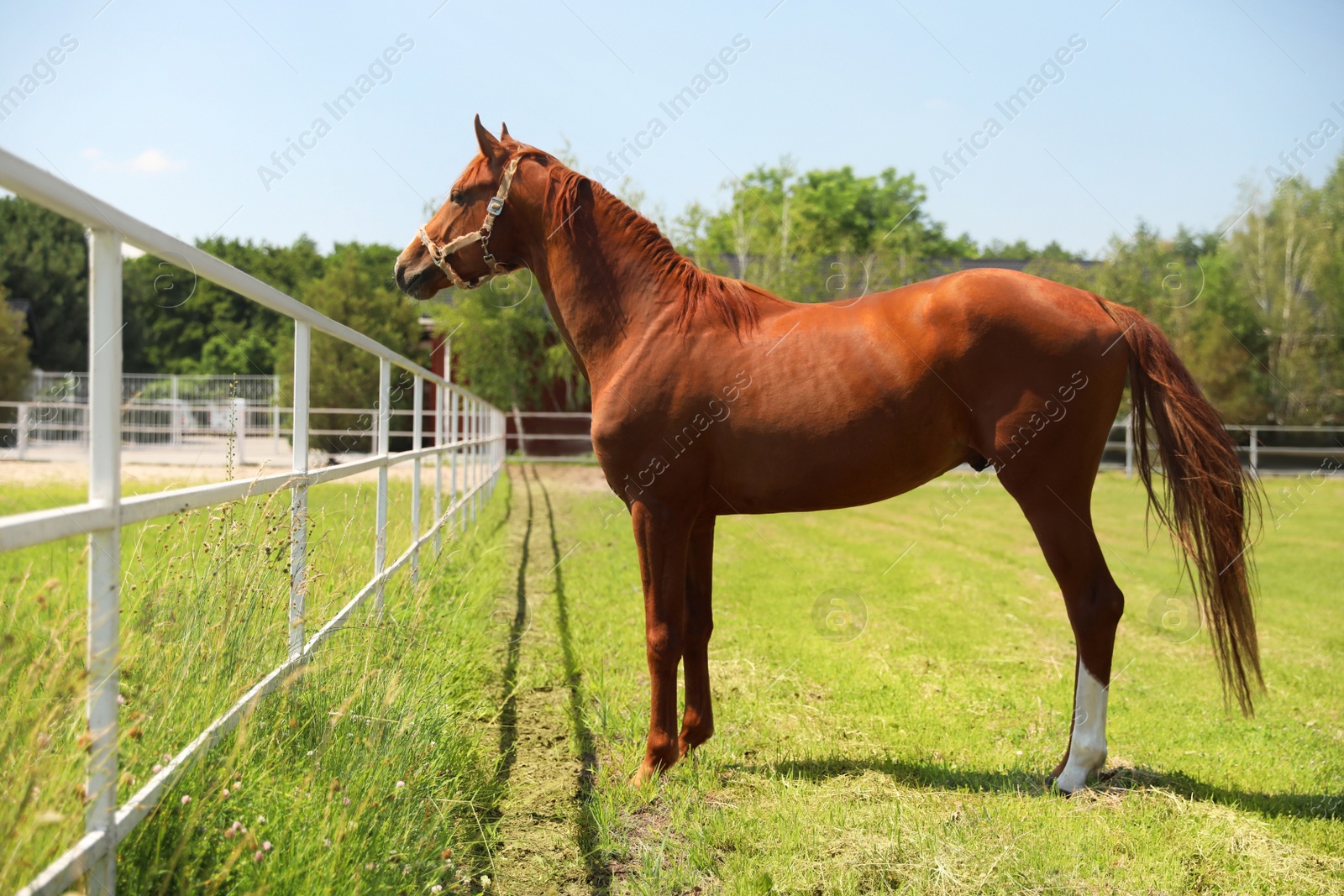 Photo of Chestnut horse in paddock on sunny day. Beautiful pet