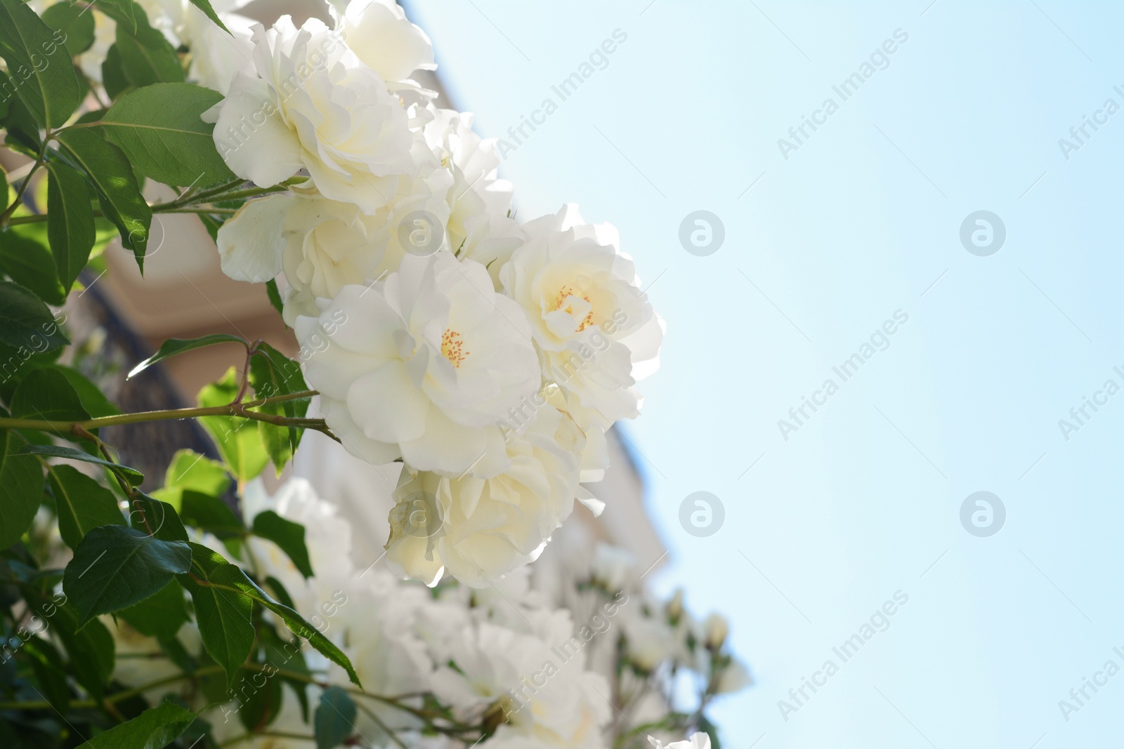 Photo of Beautiful blooming rose bush outdoors on sunny day, closeup. Space for text