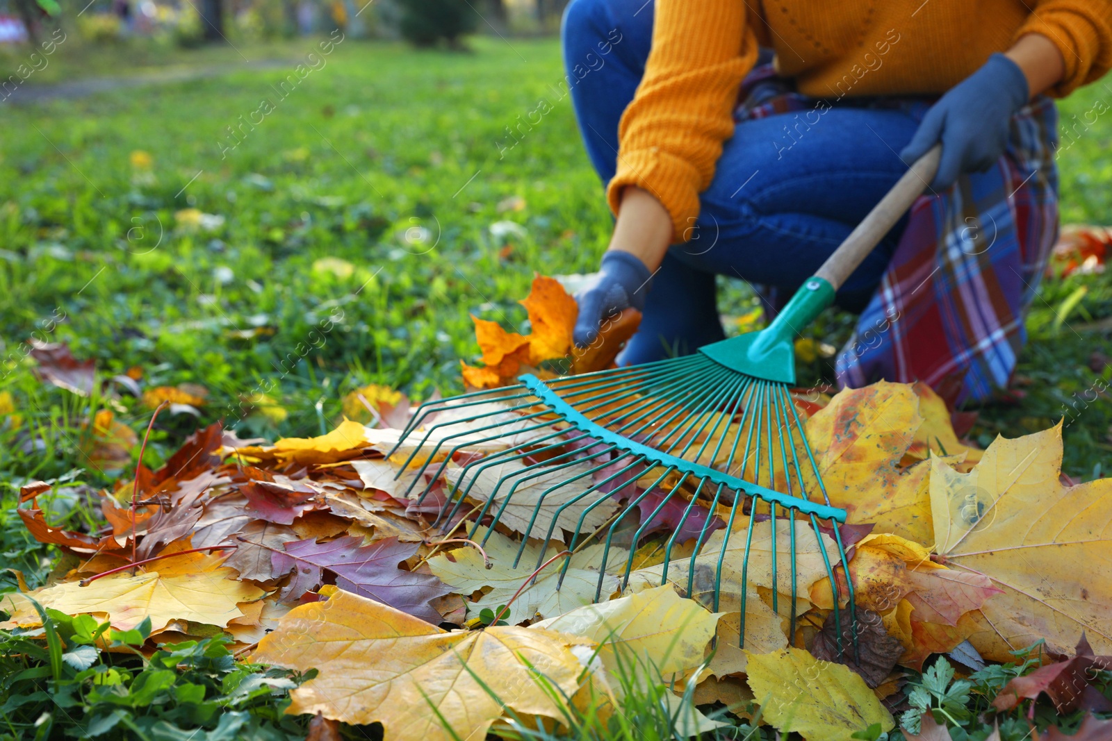 Photo of Woman raking fall leaves in park, closeup. Space for text