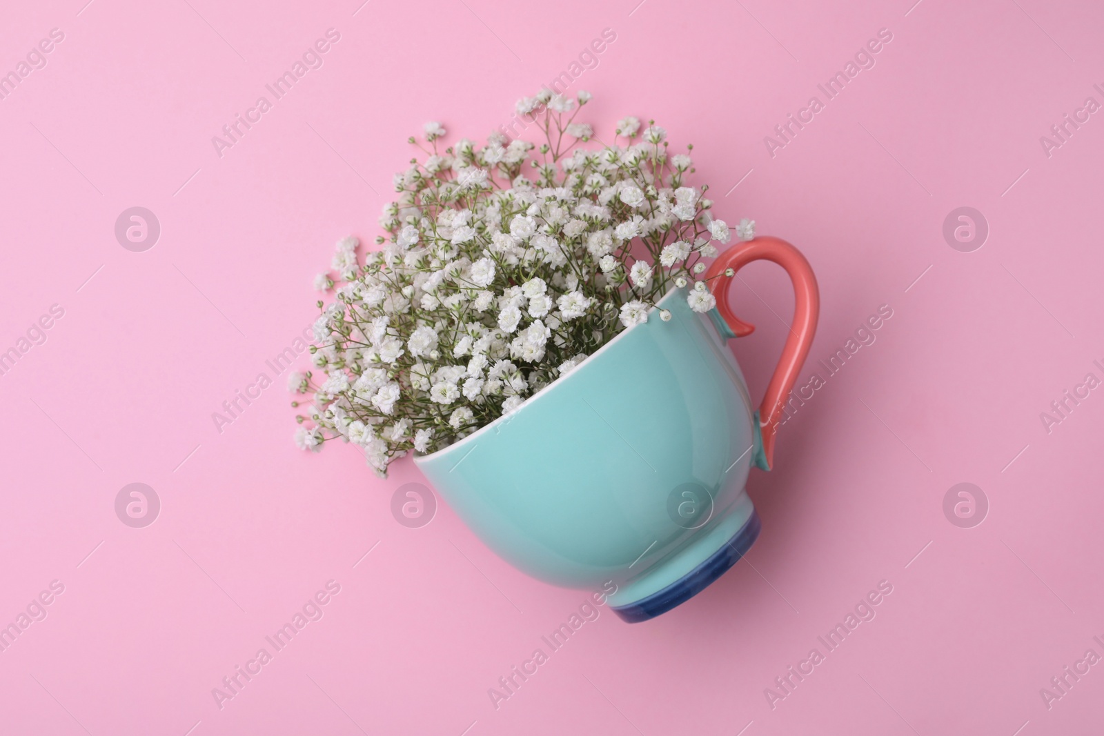 Photo of Beautiful gypsophila in cup on pink background, top view