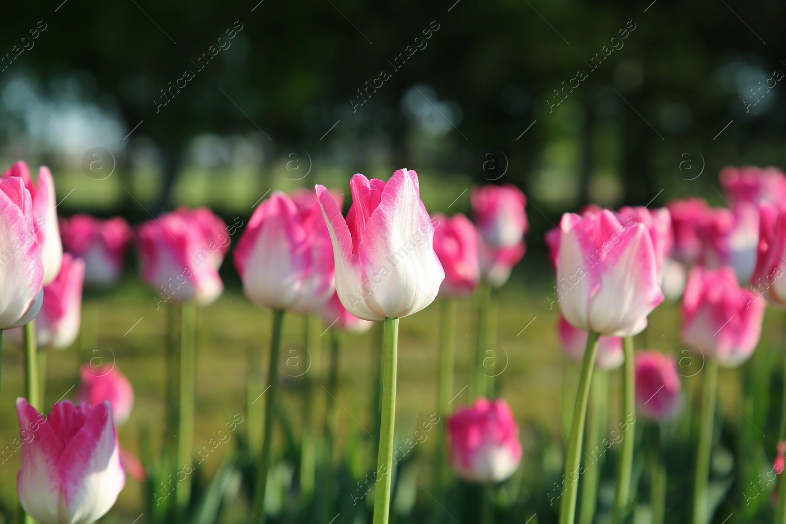 Photo of Beautiful pink tulip flowers growing in field on sunny day, closeup