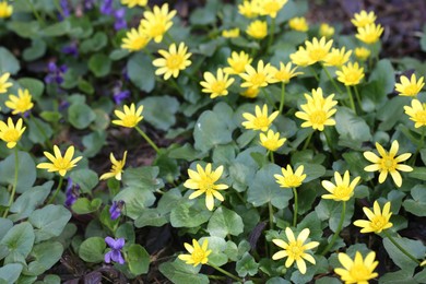 Photo of Beautiful yellow lesser celandine flowers and violets growing outdoors