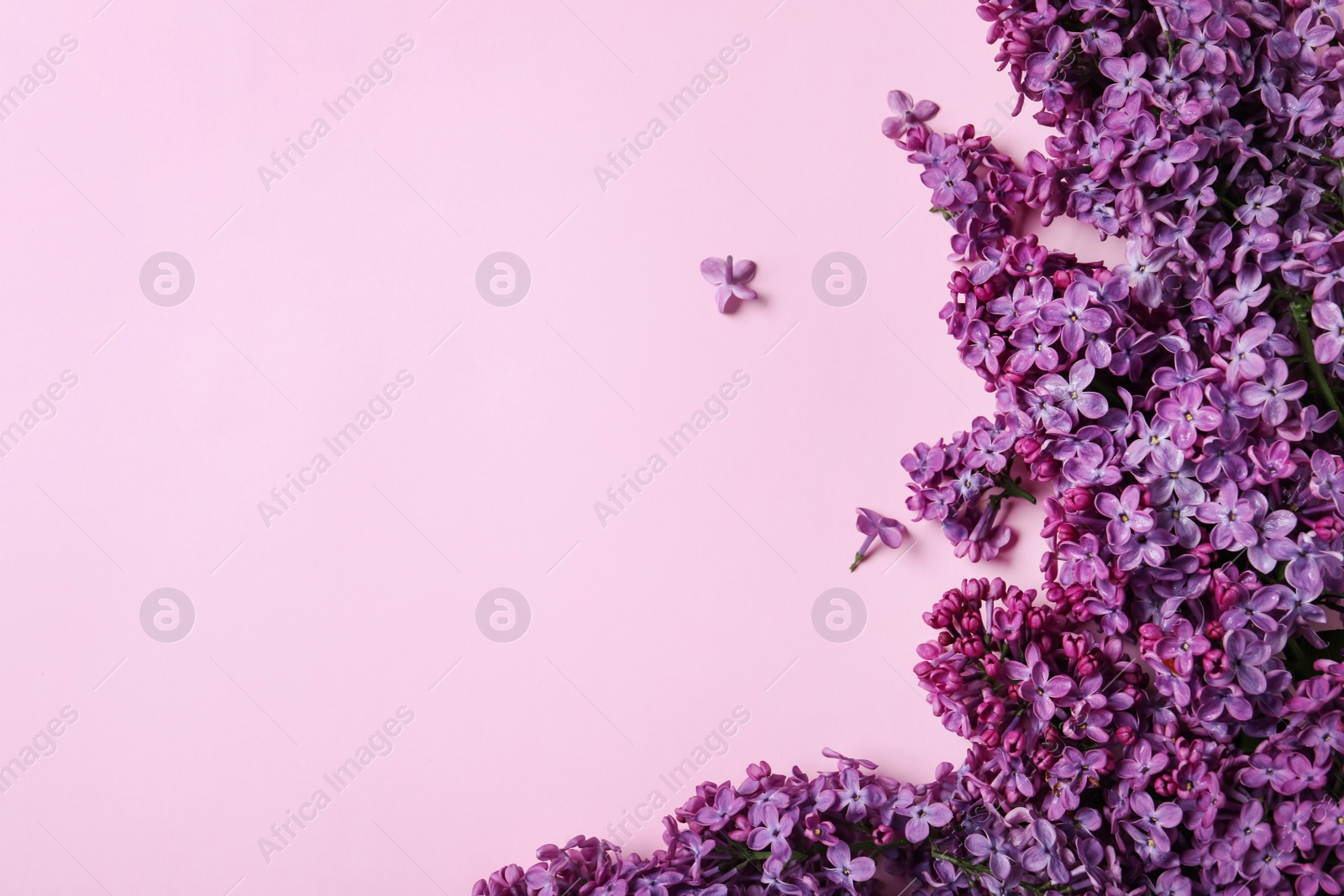 Photo of Beautiful lilac blossom on pink background, flat lay. Space for text