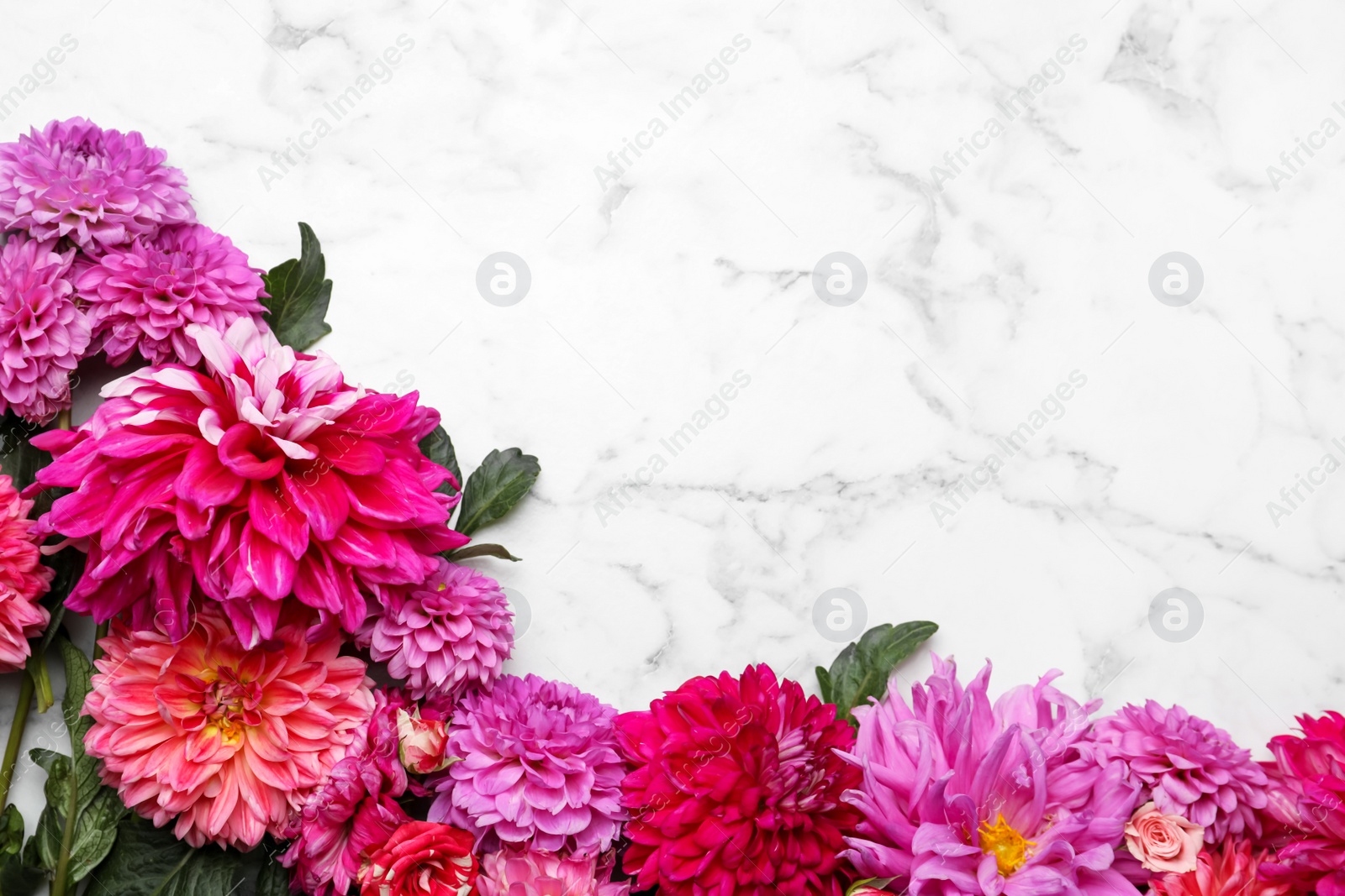 Photo of Flat lay composition with beautiful dahlia flowers on white marble background. Space for text