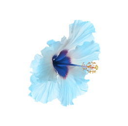 Beautiful tropical hibiscus flower isolated on white 