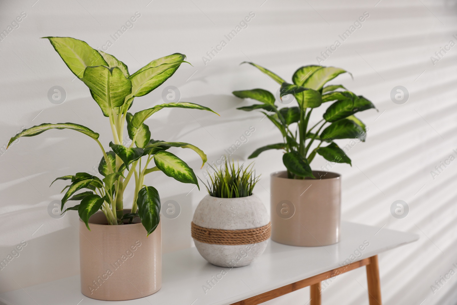 Photo of Green potted plants in light room. Home decoration