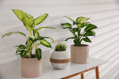 Photo of Green potted plants in light room. Home decoration