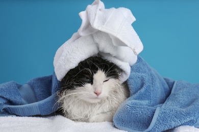 Photo of Wet cat wrapped with towels on light blue background