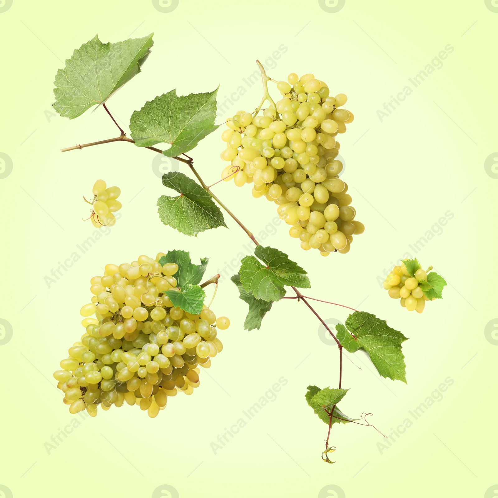 Image of Fresh grapes and vine in air on light green background