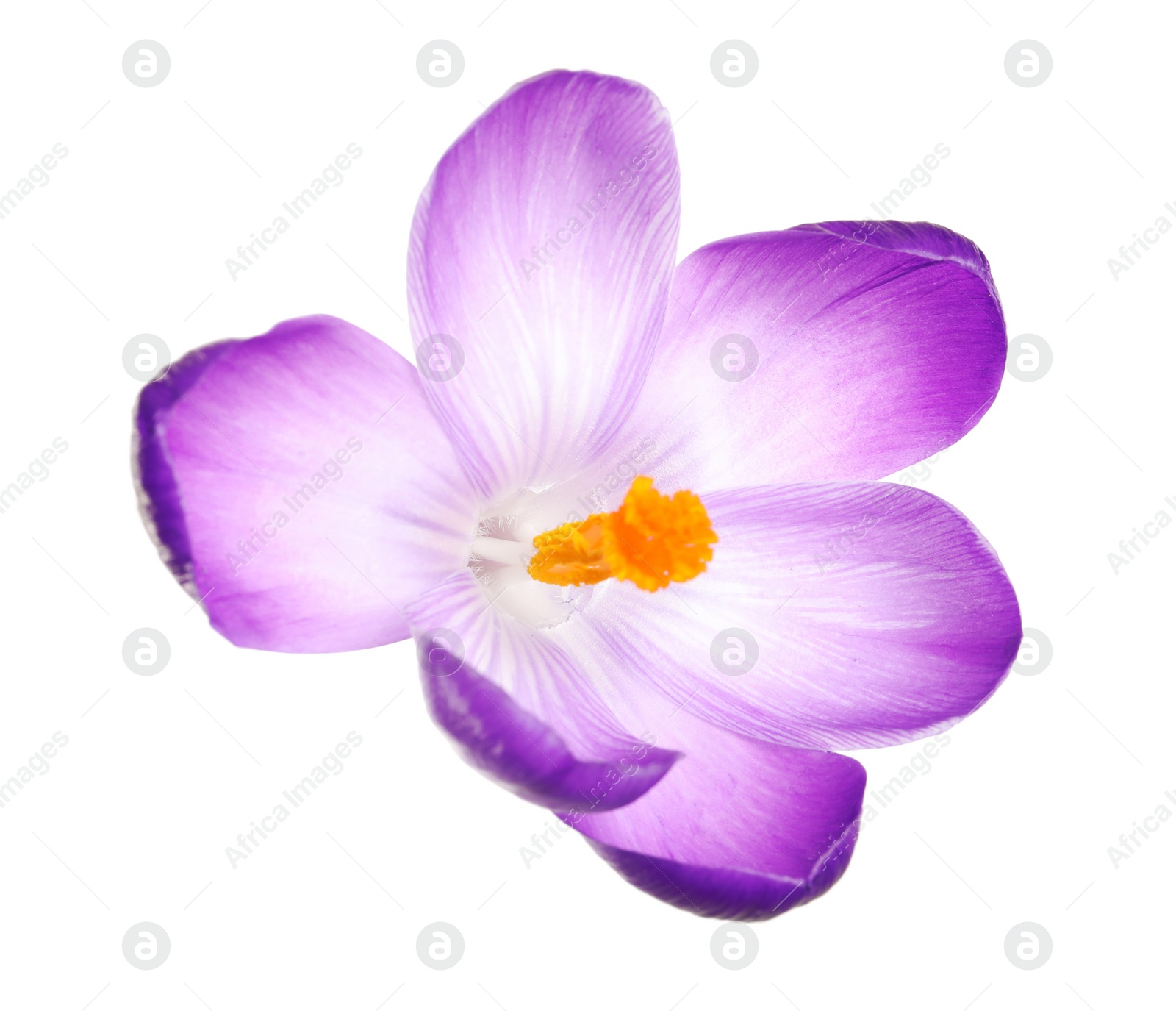 Photo of Beautiful spring crocus flower isolated on white