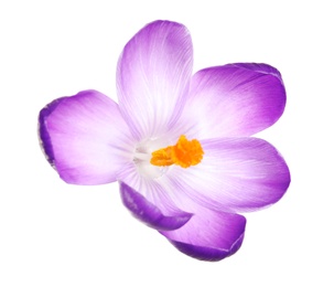 Photo of Beautiful spring crocus flower isolated on white