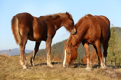 Beautiful horses grazing in mountains on sunny day