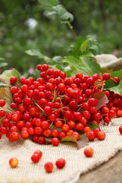 Branch of viburnum with ripe berries on table outdoors