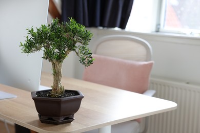 Photo of Beautiful bonsai tree in pot on wooden table indoors, space for text