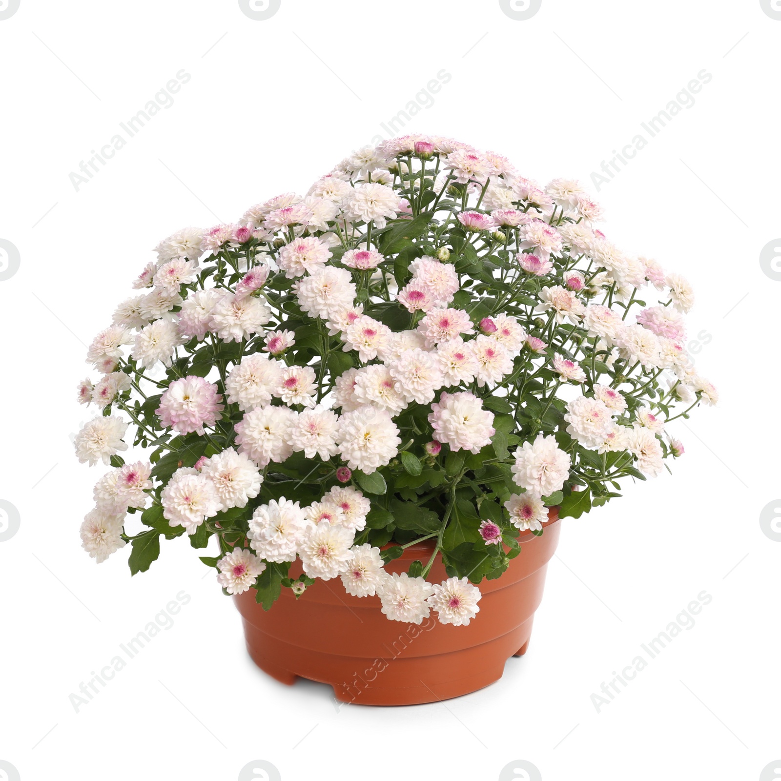 Photo of Pot with beautiful chrysanthemum flowers on white background