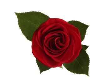 Photo of Beautiful red rose on white background, top view