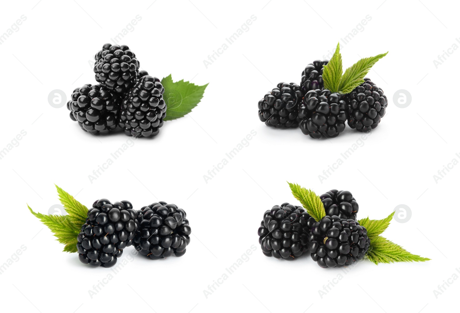 Image of Set of ripe blackberries on white background