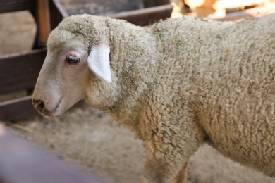 Photo of Cute funny sheep on farm. Animal husbandry