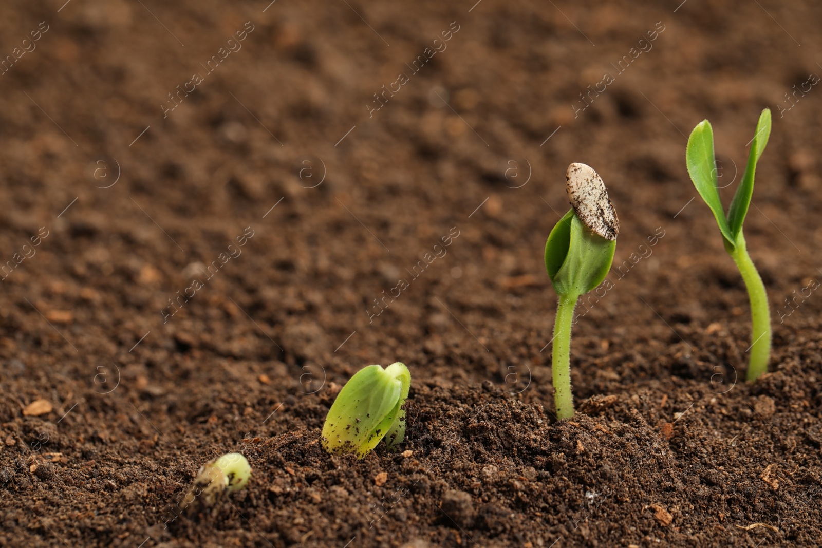 Photo of Little green seedlings growing in fertile soil. Space for text