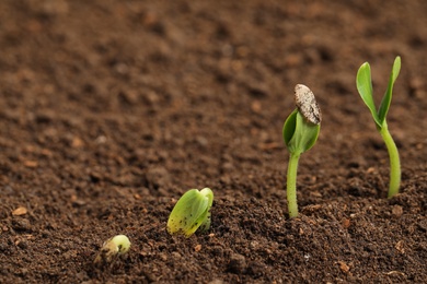 Photo of Little green seedlings growing in fertile soil. Space for text