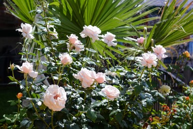 Photo of Blooming rose bush and tropical plant outdoors on sunny day