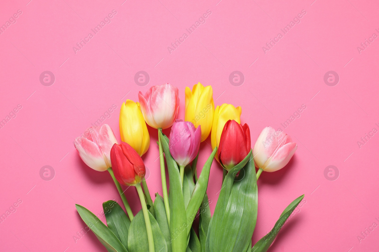Photo of Beautiful colorful tulips on pink background, flat lay. Space for text