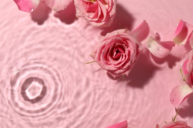 Beautiful roses and petals in water on pink background, top view. Space for text