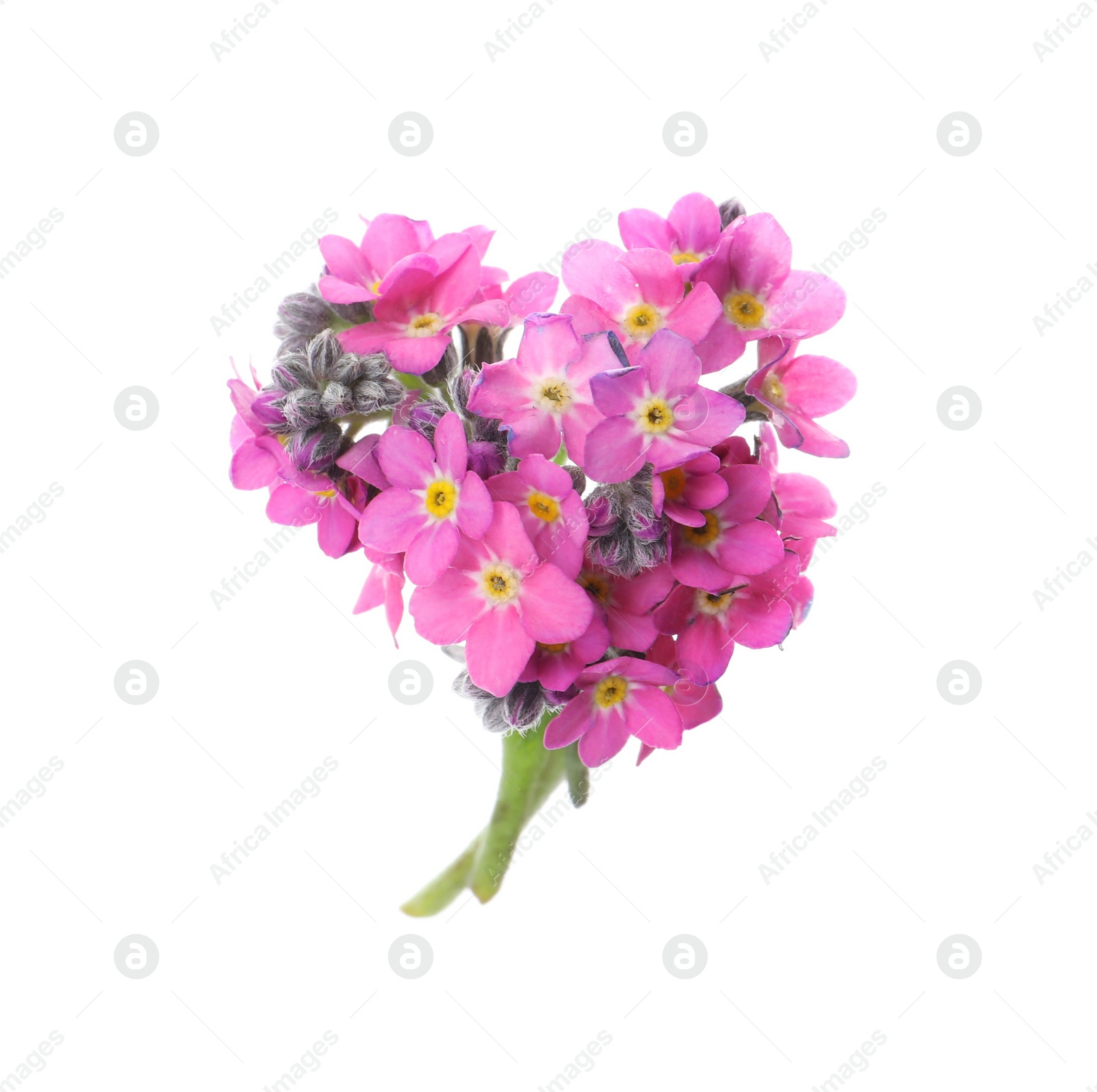 Photo of Heart made with beautiful Forget-me-not flowers isolated on white