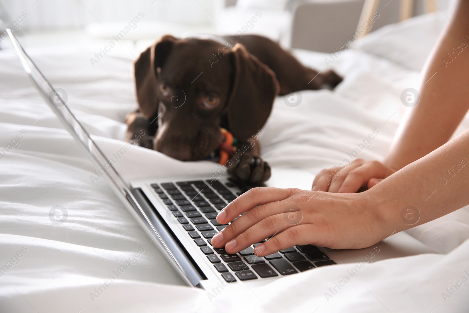 Photo of Young woman working with laptop near her playful dog on bed. Home office concept