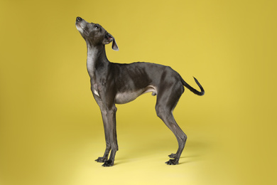 Cute Italian Greyhound dog on yellow background