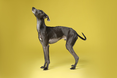 Photo of Cute Italian Greyhound dog on yellow background