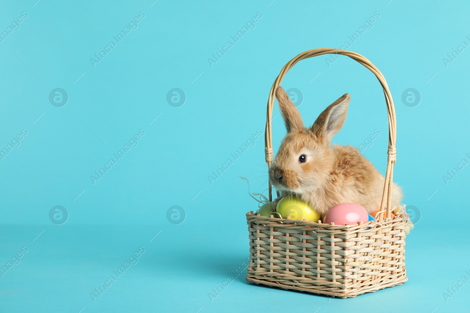 Photo of Adorable furry Easter bunny in wicker basket with dyed eggs on color background, space for text