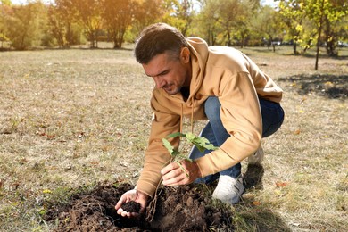 Photo of Mature man planting young tree in park on sunny day
