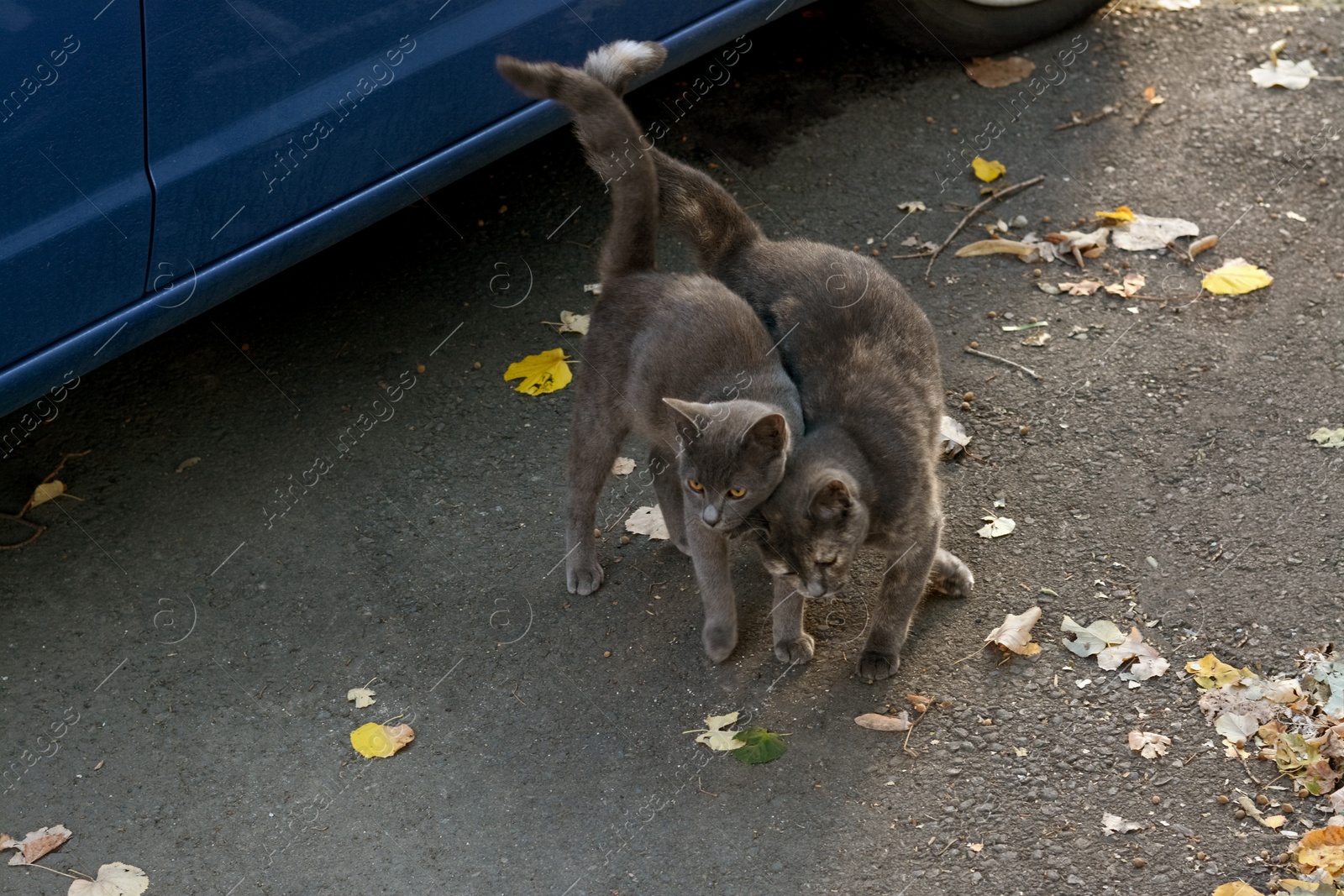 Photo of Lonely stray cats outdoors on asphalt near blue car. Homeless pet