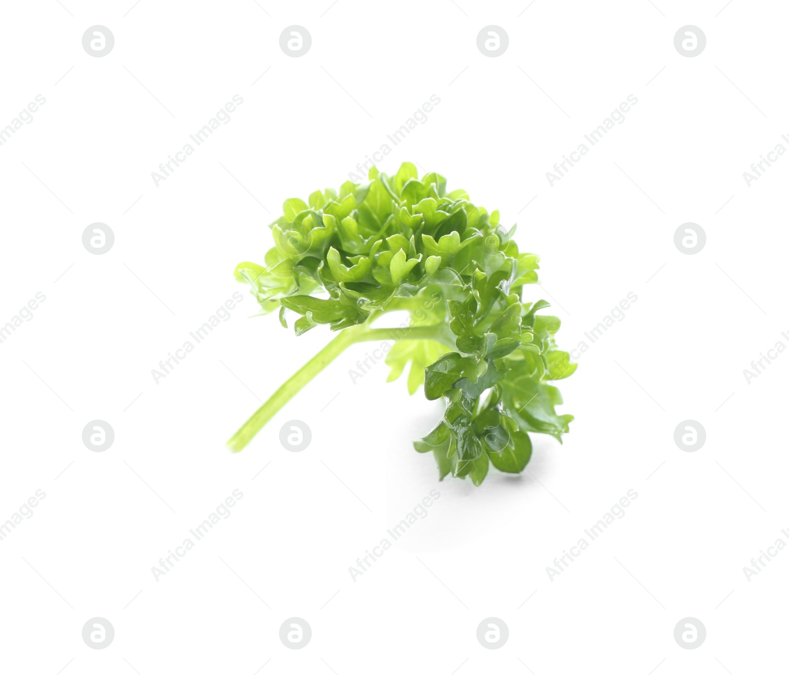 Photo of Fresh green curly parsley on white background