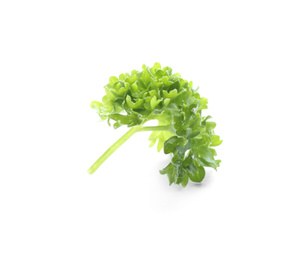 Fresh green curly parsley on white background