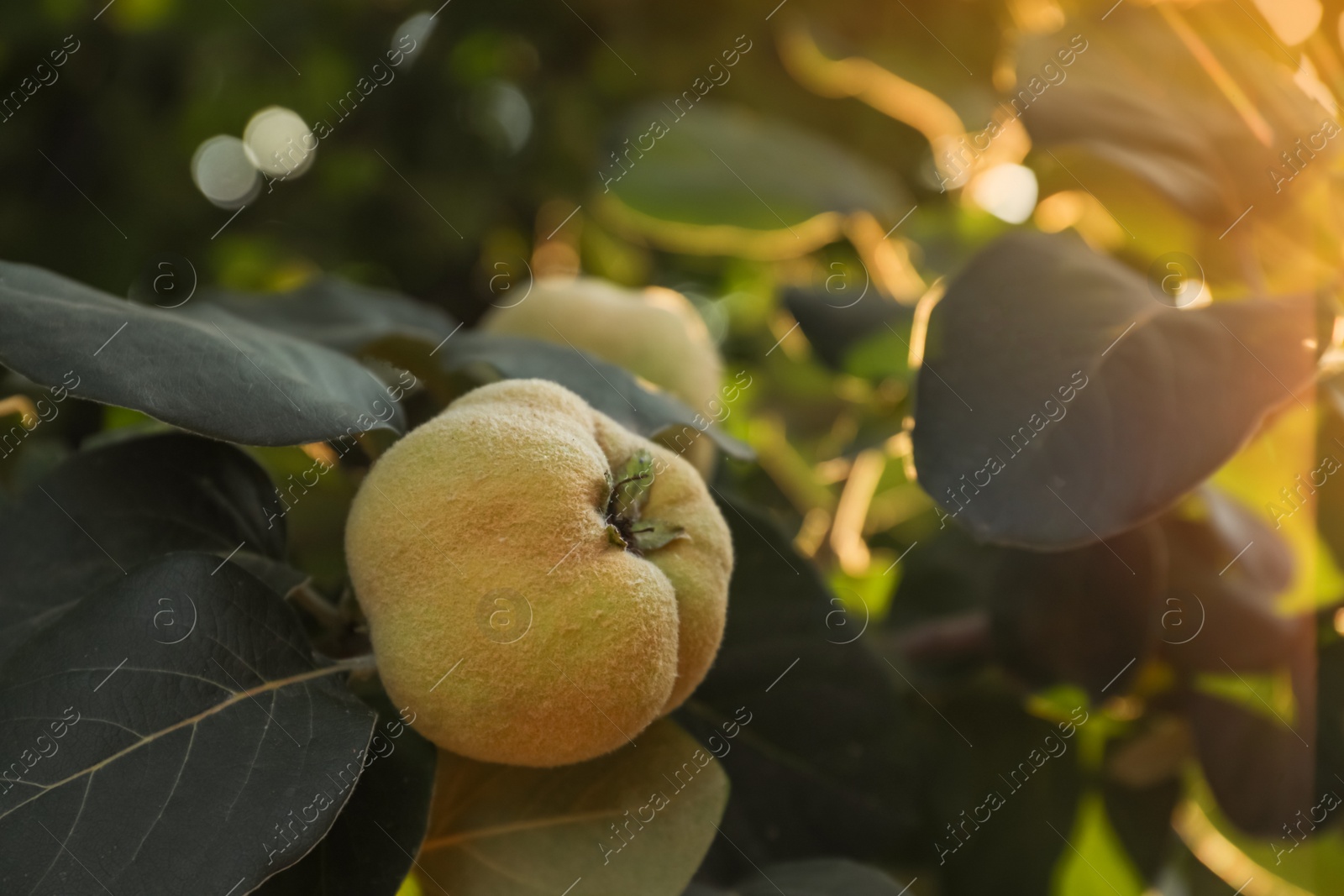 Photo of Closeup view of quince tree with ripening fruit outdoors